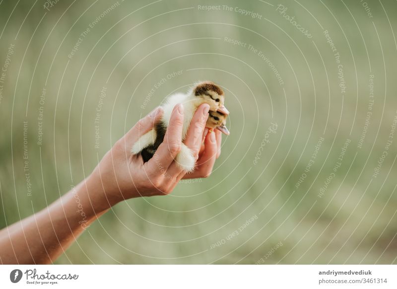 two small ducklings on the hands. little yellow ducklings in the hands of woman. closeup, with blurred background, outdoors ducky farmer animal cute nature