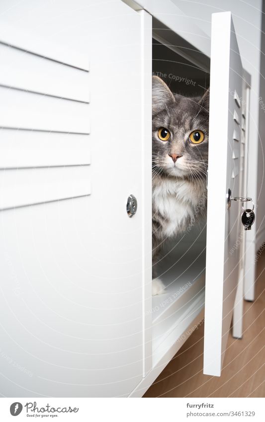Cat hiding in a white closet pets purebred cat feline Pelt Fluffy Longhaired cat Maine Coon blue blotched White indoors Cute Enchanting Beautiful One animal