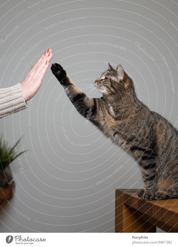 Cat trained with cat owner Give paw pet owners human hand Clicker Training high five lifting paw animal behavior Curiosity Study workout Arms raised Movement