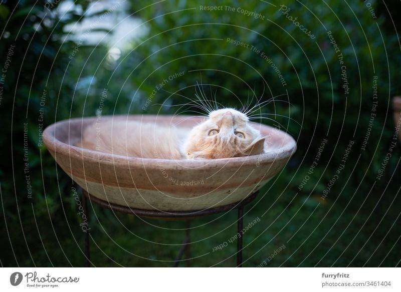 Maine Coon cat relaxes and lies in a flower pot in the garden animal behavior Comfortable Curiosity enjoyment Funny sloth lateral monitoring Relaxation Resting