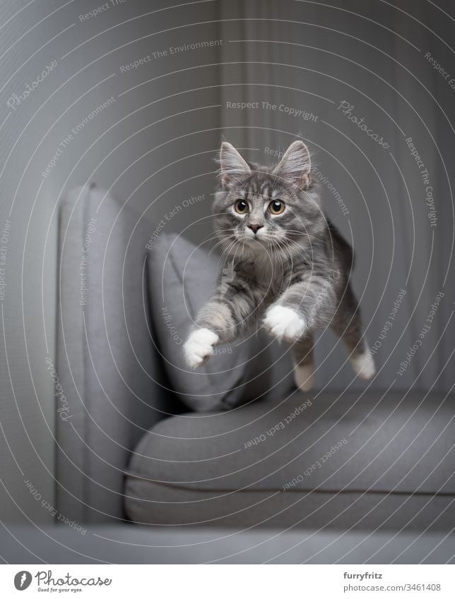 blue tabby Maine Coon kitten jumps over the sofa and flies in the air Flying Kitten jumping blue blotched Air catching chasing Couch Cushion Cute To fall swift