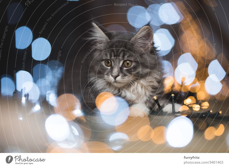 blue tabby Maine Coon kittens surrounded by fairy lights Bokeh 12 weeks 2-5 months Enchanting Adventure Baby Beautiful blue blotched bokeh bokeh lights Cat