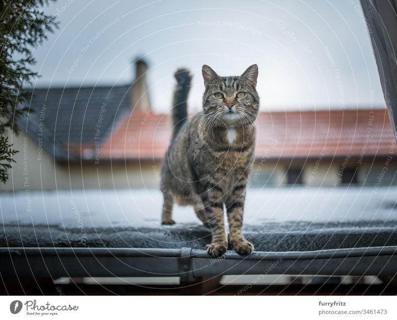 Cat standing on a roof in a village animal eye animal hair animal-mouthed Animal nose bokeh Car port Chimney Curiosity Domestic cat European Shorthair