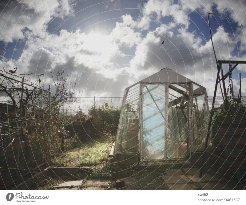 greenhouses Garden Garden plot garden colony blackberry hedge Greenhouse Old Glass Door Grass Sky Clouds Sun Sunlight Back-light Illuminate rays Contrast