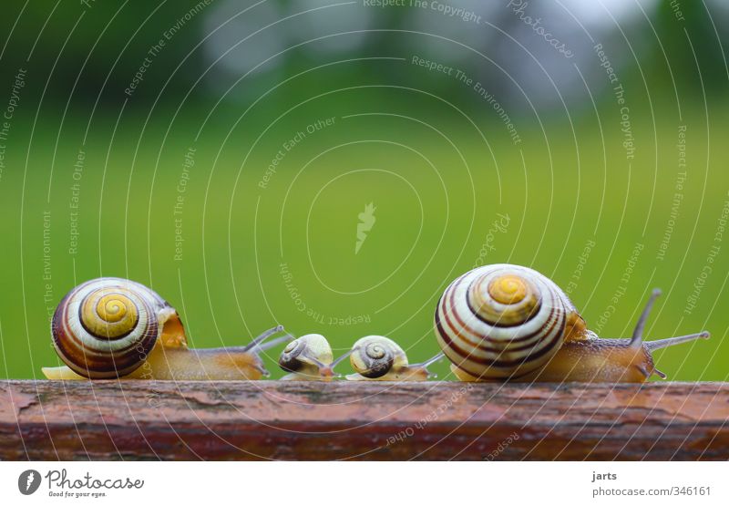 four of you Beautiful weather Animal Wild animal Snail 4 Animal family Movement Nature Family outing Colour photo Exterior shot Close-up Deserted Copy Space top