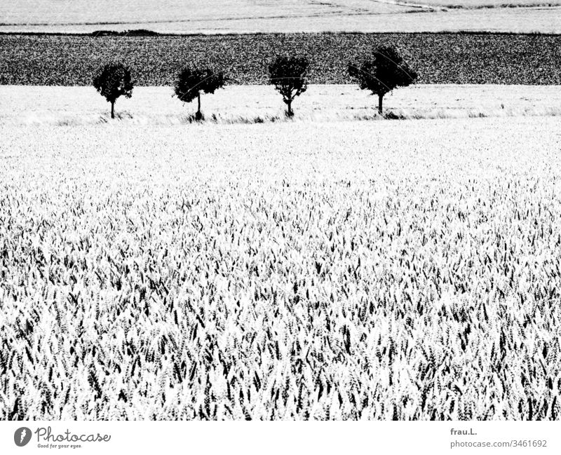 In summer light, four young trees grow up very slowly between ripe cornfields. Landscape Nature Environment Deserted Summer Beautiful weather Exterior shot