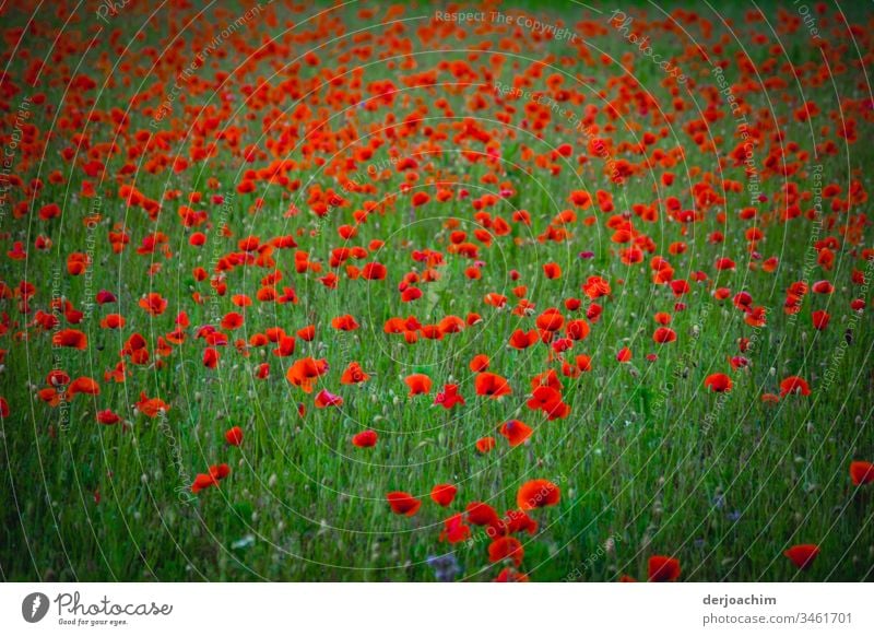 A green flower meadow with poppies. Poppies without end. Poppy Flower Red Blossom Summer Plant Nature Poppy blossom Exterior shot Colour photo Field Meadow