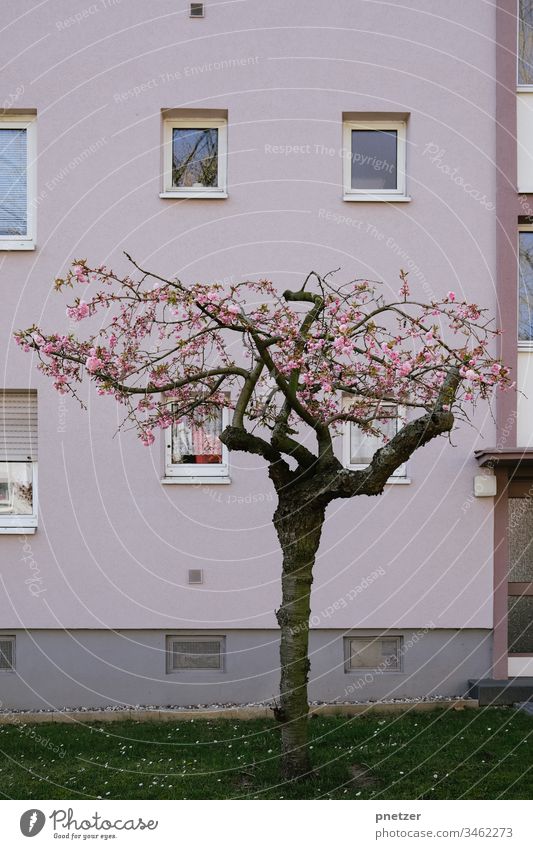 Tree in front of a house House (Residential Structure) Rose Tone pastel Garden Front garden Town Life pink Plant wax dwell Nature Summer Blossom blossom Meadow