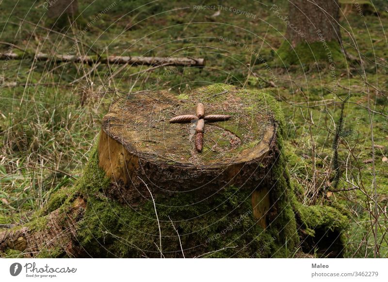 The cross is laid out on a stump of fir cones background pattern wood brown nature textured abstract yellow cut forest life natural organic ring section shape