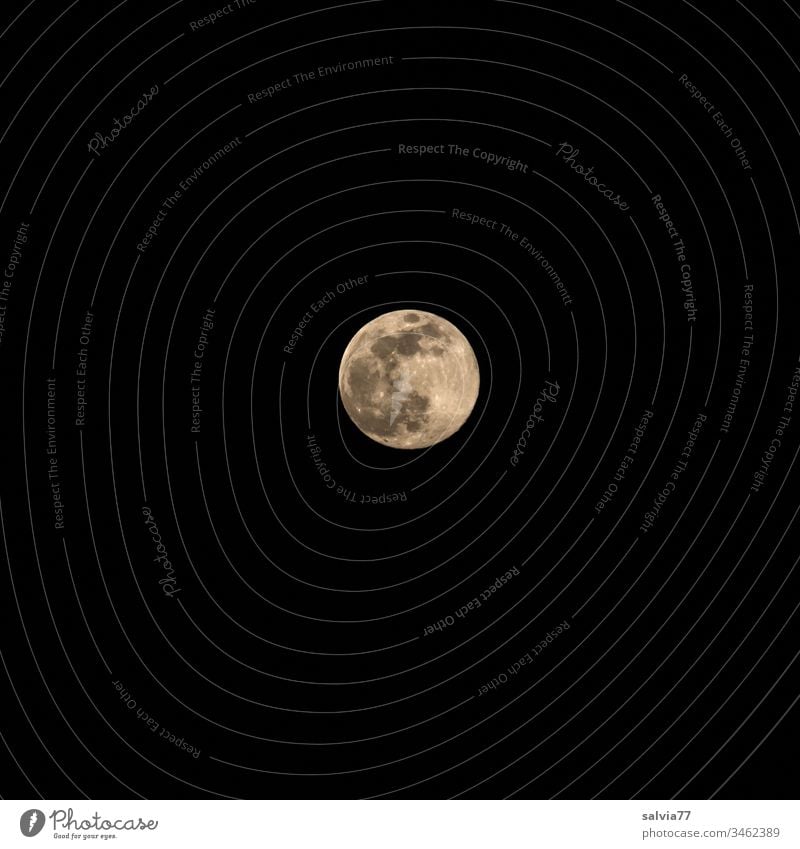 Full moon at night Nature Environment Night Moon Full  moon Center point Exterior shot Neutral Background Isolated Image Astronomy Planet Trabant 600 Illuminate