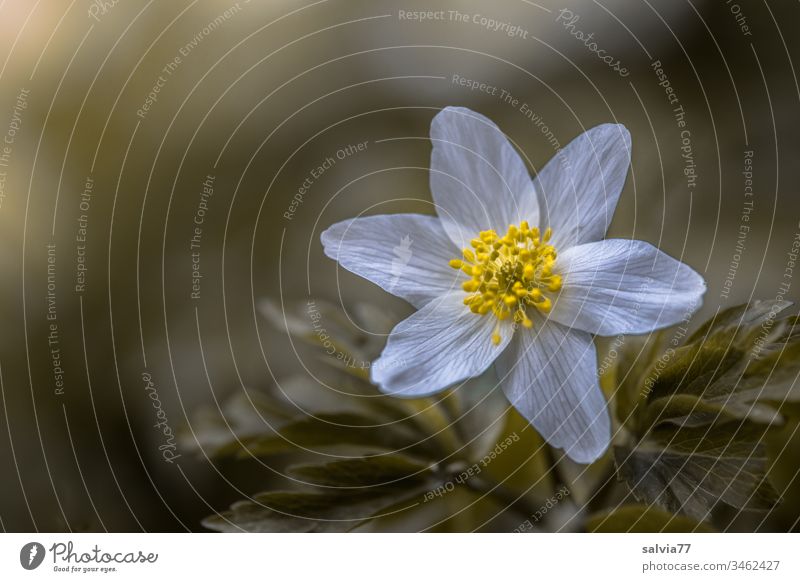 delicate flower in white-yellow, anemone macro Nature Plant Spring Blossom Colour photo Blossoming Exterior shot Flower Shallow depth of field Growth Green