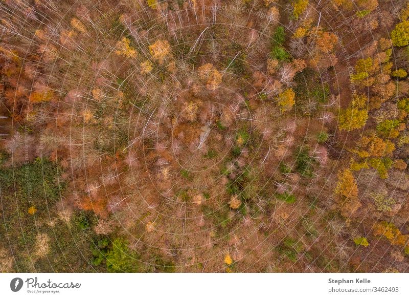 Forest in late autumn taken from above by drone trees Branchage Autumn leaves Bleak variegated Day copter from on high plan Bird's-eye view Green Orange Wood