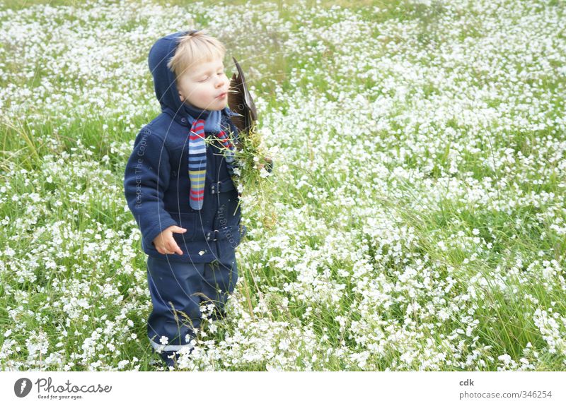 Childhood | standing in the middle of flowering meadows. Human being Toddler Boy (child) Infancy 1 3 - 8 years Environment Nature Landscape Spring Autumn Garden