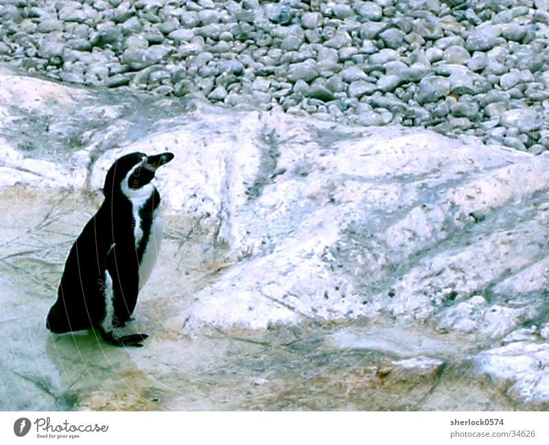 penguin/2 Penguin Cold Zoo Schönbrunn palace Ice Water