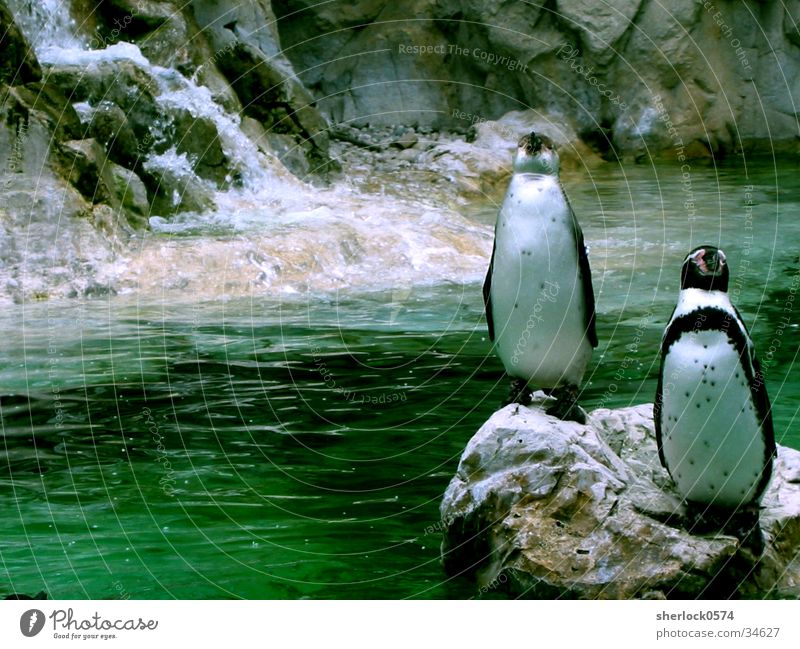 penguin/3 Penguin Green Cold Zoo Schönbrunn palace Water Ice