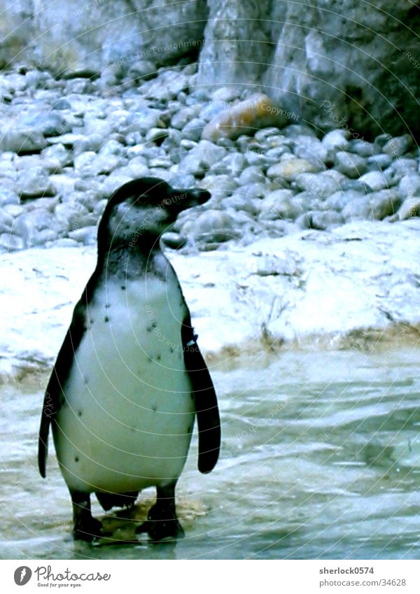 penguin/1 Penguin Animal Cold Zoo Schönbrunn palace Loneliness Ice Water