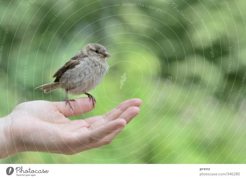 Trust 1 Feminine Hand Environment Nature Animal Wild animal Bird Gray Green Sparrow Sit Colour photo Exterior shot Copy Space right Copy Space top Day