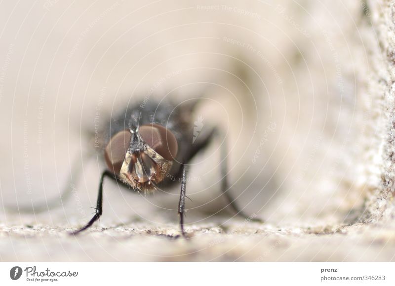 macro Environment Nature Animal Wild animal 1 Brown Gray Bow tie Insect Looking Colour photo Exterior shot Close-up Macro (Extreme close-up) Deserted