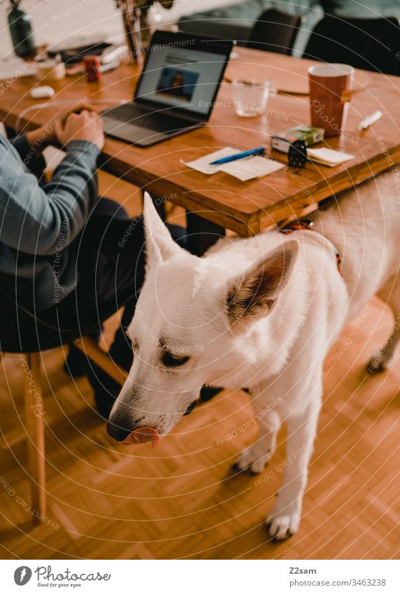 White shepherd dog in the home office Shepherd dog Animal Pet Dog ears Sweet dearly Cute Loyalty Playing Affection Love Pelt Nose sniffles Love of animals