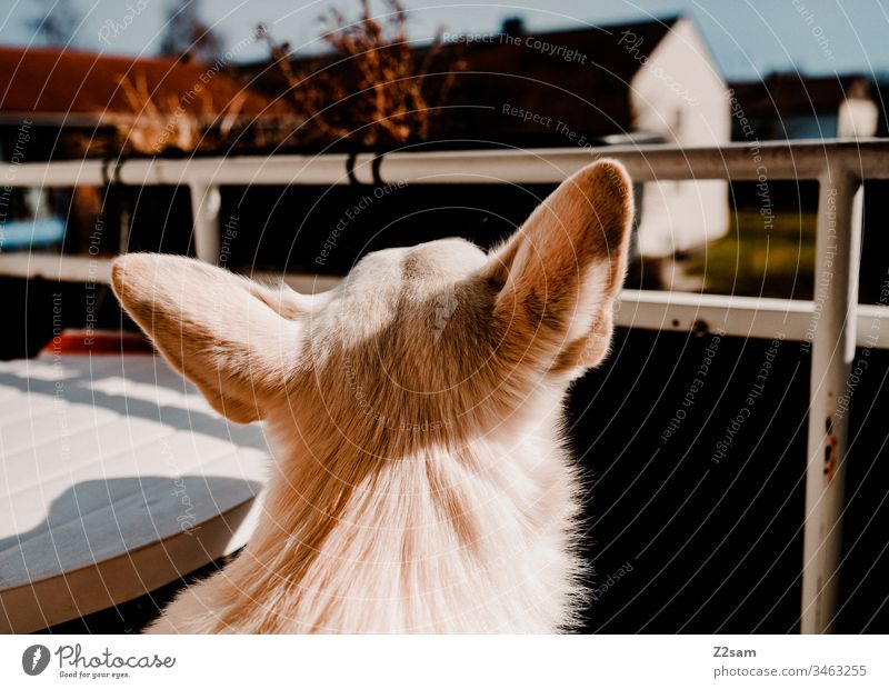 Output restriction Dog Shepherd dog Head ears Balcony Village Idyll outlook see Walk the dog Far-off places Longing Animal Exterior shot Pet Colour photo
