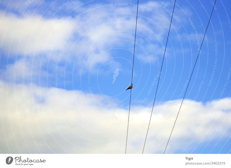 Collardove (Streptopelia decaocto ) Resting on the Electric Wire Bird Cable Sky Blue Clouds Day Copy Space Left Copy Space Top Animal Wild Watching Freedom