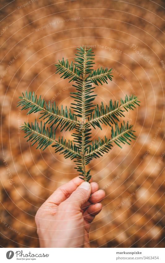 Fir branch in hand Green Foliage plant Nature outdoor bokeh outline Silhouette leaves Fir tree Fir needle Hand Retentive stop Ground