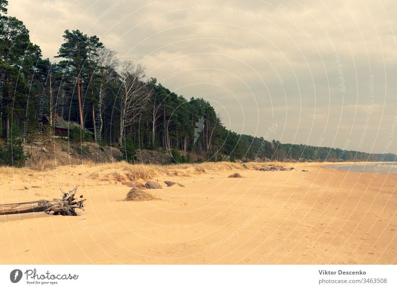 Sandy Baltic coast with pine dunes background beach tree dog water pattern sport summer texture nature winter technology construction sun spring baltic travel