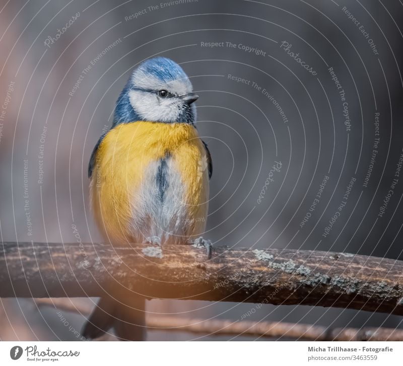 Blue tit in sunlight Tit mouse Cyanistes caeruleus Bird Animal face Head Beak Eyes Feather Plumed Grand piano Claw Wild animal Twigs and branches Tree Nature