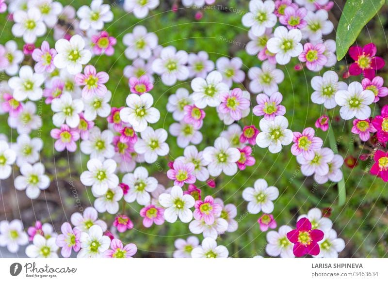 Flower banner - blooming pink saxifrage on natural background. Abstract floral backdrop with soft focus, top view, copy space. flower nature beautiful summer