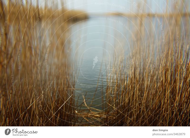 Selective focus on the beach lake landscape Shore of a pond Pond reed Nature Exterior shot Landscape Water Prism Plant Colour photo Shallow depth of field