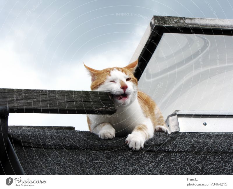 On the flat roof the red and white tomcat cuddled a little with an old wooden ladder. Now then... Roof Sun Cat Animal Pet Exterior shot Colour photo