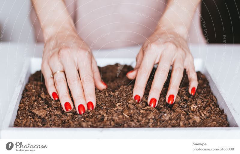 Close-up of a young woman's hands planting seeds in soil. Eco living. pot gardening home nature green spring gardener agriculture table natural flower flowerpot