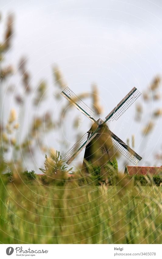 historical windmill behind blurred grasses in front of blue-grey sky Mill Windmill Historic Old Wallholland Field Cornfield Grass Colour photo Architecture