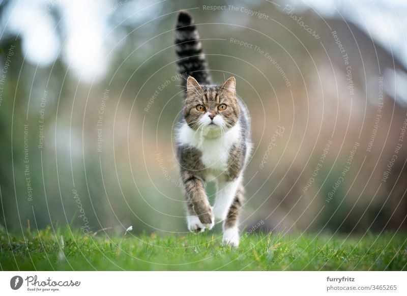 British shorthair cat runs on a meadow towards the camera Cat pets purebred cat One animal British Shorthair White tabby Outdoors Nature Botany Garden