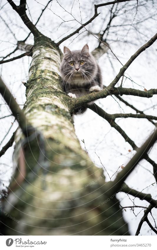 Maine Coon cat sitting on the branch of a birch tree and looks down Cat Outdoors Front or backyard Garden Nature One animal purebred cat pets feline Pelt Fluffy