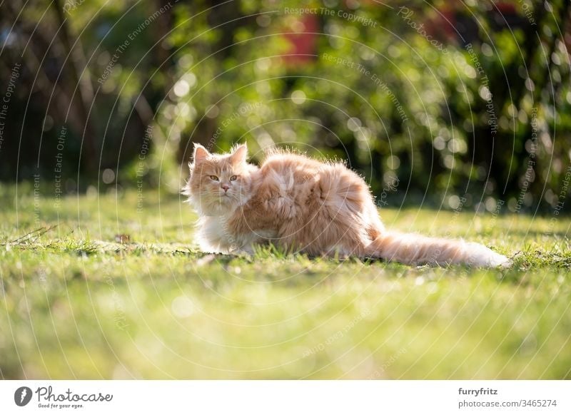 Fluffy Maine Coon cat sitting in the garden on a windy day Cat pets feline Pelt Longhaired cat Fawn Beige Cream Tabby Ginger cat White One animal Outdoors