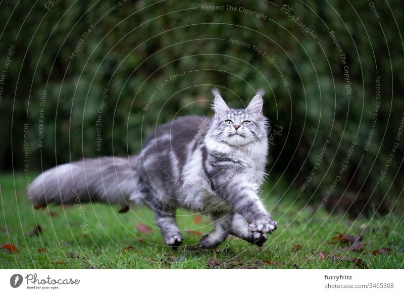 Playful silver tabby Maine Coon cat runs across the meadow Cat Outdoors Front or backyard Garden Nature Lawn Meadow Grass One animal purebred cat pets feline