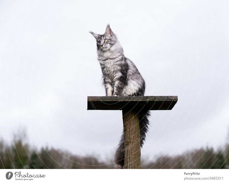 silver tabby Maine coon cat sitting on top platform of a scratching post in the garden Cat Outdoors Front or backyard Garden Nature One animal purebred cat pets