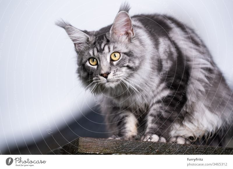 silver tabby Maine Coon cat sitting on wooden platform and watching the garden Cat Outdoors Front or backyard Garden One animal purebred cat pets feline Pelt