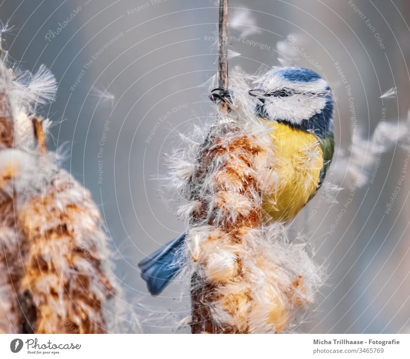 Blue Tit destroys a reed mace Tit mouse Cyanistes caeruleus Bird Head Animal face Feather Eyes Beak Plumed Claw Grand piano Wild animal Cattail (Typha)