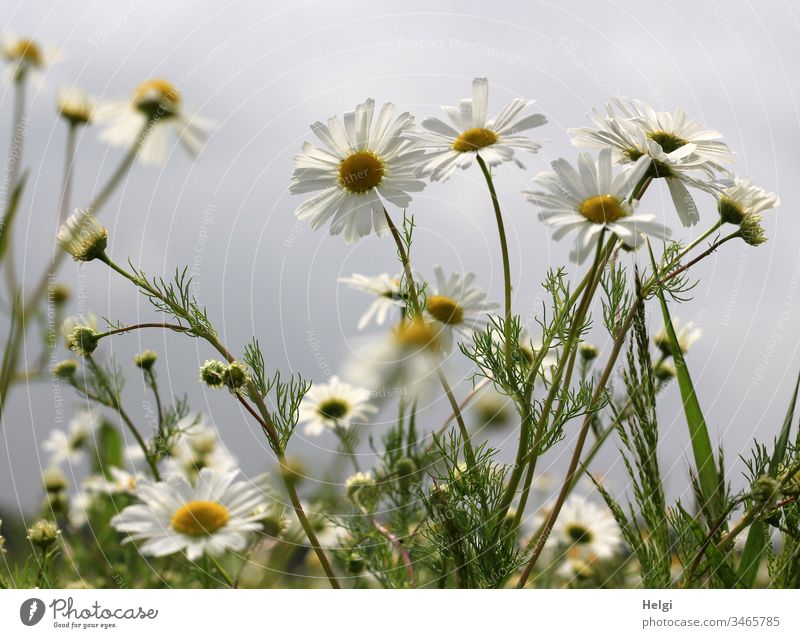 flowering camomile plants on a field in front of a grey sky Camomile plant Chamomile Camomile blossom Flower Blossom Plant Nature Landscape Summer Day