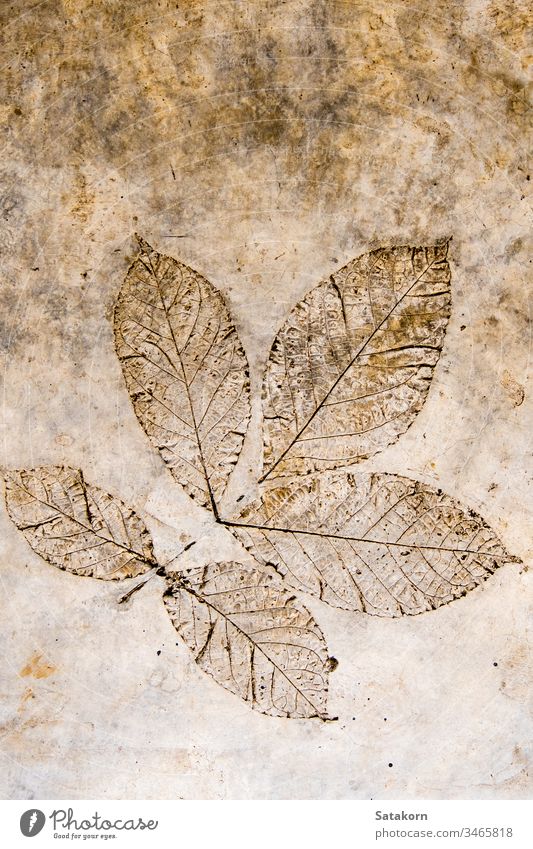 Leaf texture in concrete floor leaf pattern nature gray grey background old natural surface imprint abstract backdrop architecture detail rough beautiful design