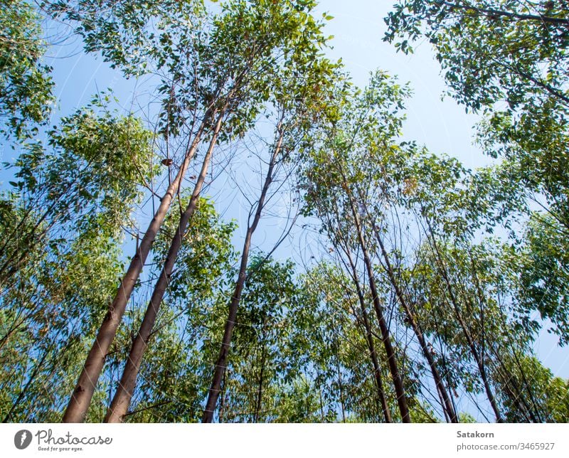 View at the treetop of eucalyptus trees in the farmland sky wood nature agriculture background leaf industrial branches cellulose green wallpaper plant