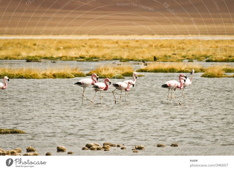 flamingoes Summer Environment Nature Landscape Elements Earth Climate Beautiful weather Lakeside Desert Oasis Animal Wild animal Bird Flamingo Group of animals