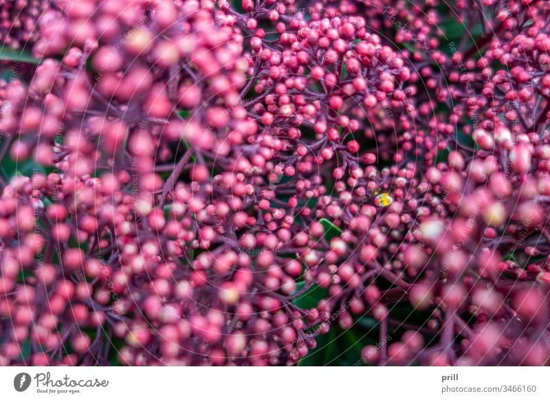 pink flower buds closeup knospe blume blüte blühen blütenblatt hell frühlingszeit hintergrund ausschnitt nahaufnahme formatfüllend natur natürlich pflanze