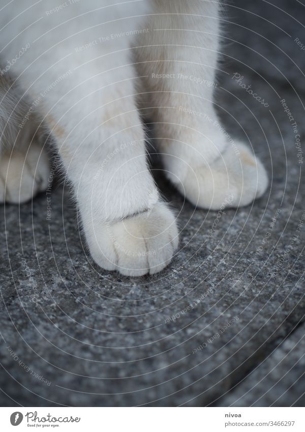 paws of a cat Cat Domestic cat Colour photo Mammal Pet Animal Looking Cute Whisker Gray Animal portrait Pelt White sitting Curiosity 1 Close-up Cat's head fur