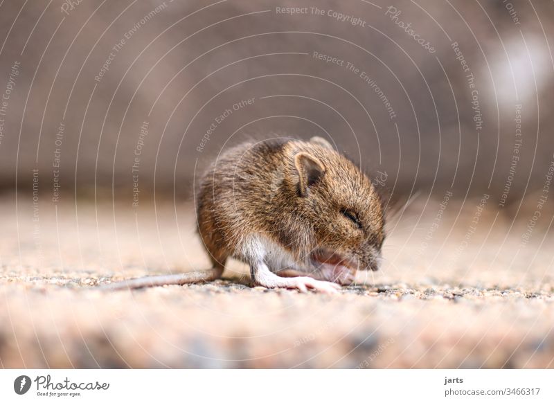 little mouse Mouse Small Field mouse Cute Baby Rodent Animal Mammal Tails Pelt Brown Fear Sweet Diminutive Eating Disgust
