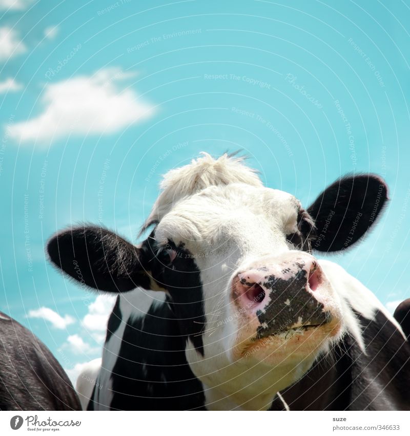 Luise in the trial course Organic produce Environment Nature Sky Clouds Animal Farm animal Cow Animal face Funny Natural Curiosity Cute Blue Black White