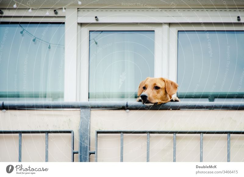 Dog is not allowed to go outside and look over the balcony parapet Balcony Pet Colour photo Exterior shot Animal Day Animal face Cute Deserted Curiosity Observe