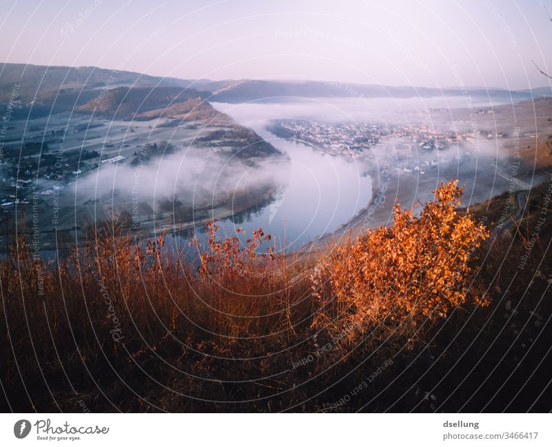 Moselle from above, in a light mist with autumn colours Autumn Autumnal Autumnal colours Mosel (wine-growing area) Moselle valley Wine growing Colour photo
